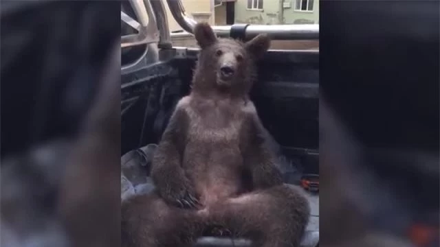 Khuôn mặt "thất thần" của chú gấu khi được giải cứu.
