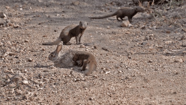 Cả đàn mangut bao vây con thỏ tội nghiệp.