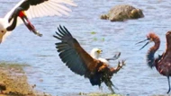 Clip: Ba con chim săn mồi khét tiếng tranh nhau miếng ăn và cái kết bất ngờ