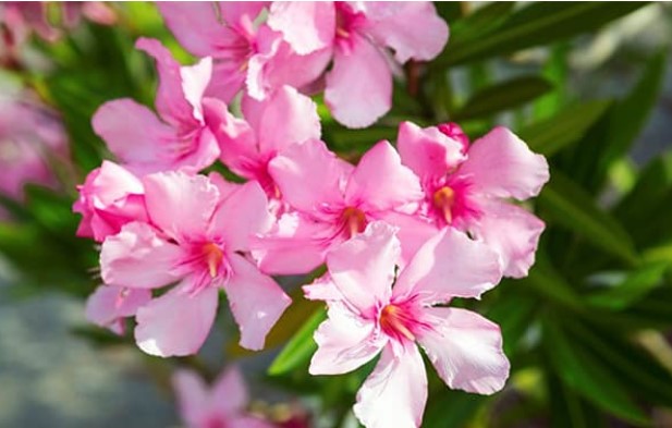 Nếu có trẻ nhỏ ở nhà, bạn không nên trồng những loại hoa này, đặc biệt là loài thứ nhất