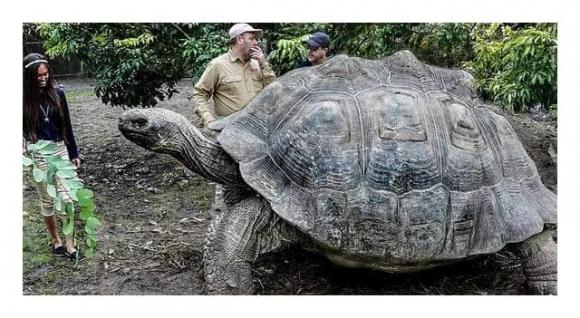 5 loài động vật sống cực thọ trên trái đất, thậm chí loài thứ 3 có thể sống tới 500 năm