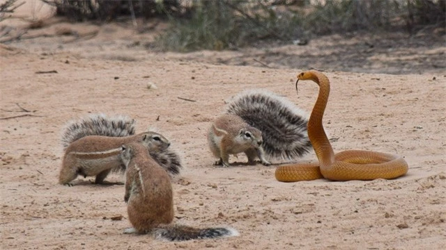 Cầy và sóc thay phiên liên tục khiến con rắn hổ mang choáng váng.