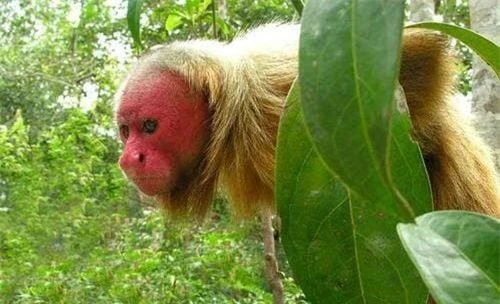khỉ đầu hói, động vật có nguy cơ tuyệt chủng, thế giới động vật, khỉ mặt đỏ