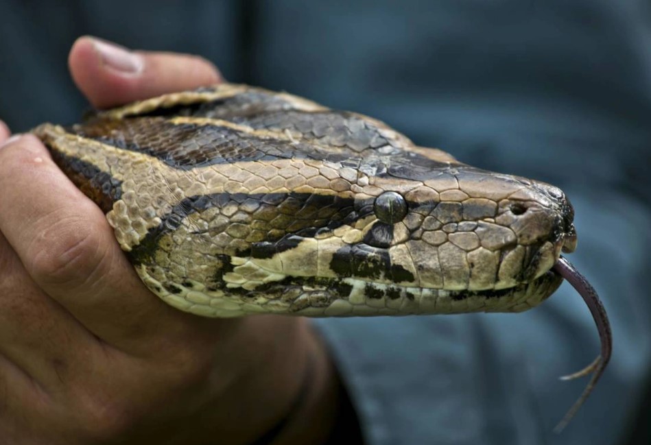 Loài trăn có thể giải bài toán "đau đầu" của nhân loại