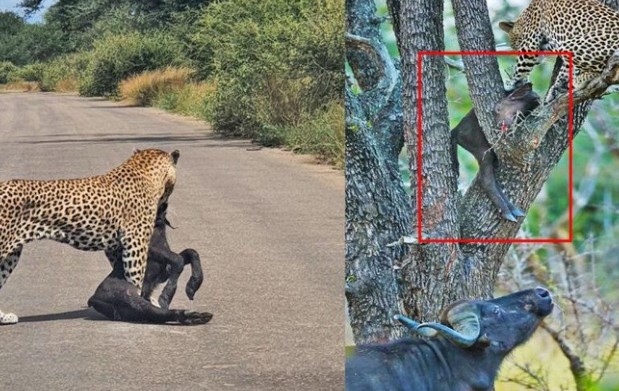 Clip: Trâu rừng nỗ lực cứu con khỏi nanh vuốt của báo hoa mai trong vô vọng