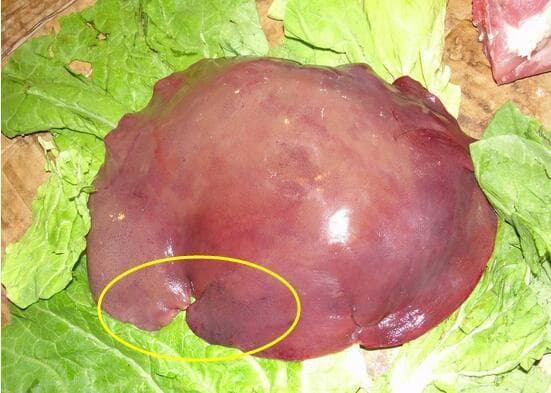 Đừng mua gan lợn có 4 đặc điểm này, nhất là loại thứ nhất chứa 100% ký sinh trùng nhé!