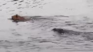 Clip: Sư tử bị cá sấu tấn công khi đang bơi qua sông