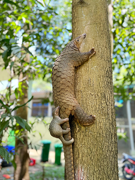 Tê tê bị đe doạ tuyệt chủng sinh sản thành công trong môi trường nuôi nhốt