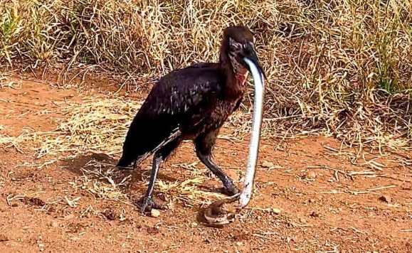 Clip: Chú chim mỏ sừng suýt trả giá vì thói ăn tham