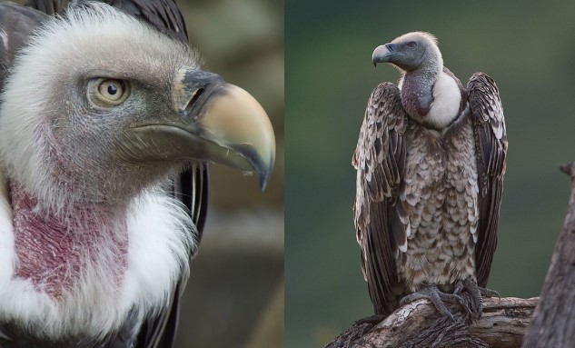 Loài chim bay cao nhất thế giới: 'Chạm trán' với phi công, khả năng săn mồi phi thường