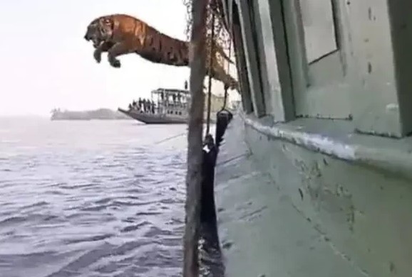 Clip: Phấn khích vì được trả tự do, chú hổ Bengal "phi thân" từ trên tàu xuống nước