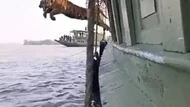 Clip: Phấn khích vì được trả tự do, chú hổ Bengal "phi thân" từ trên tàu xuống nước
