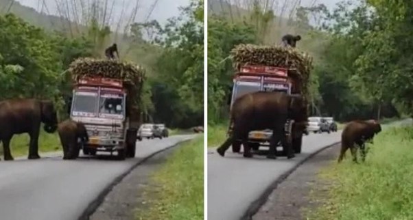 Clip: Lý do đằng sau quyết định chặn chiếc xe tải của 2 mẹ con nhà voi khiến ai cũng phải bật cười