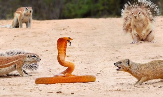 Clip: "Liên minh công lý" đập tan âm mưu xâm lược của con rắn hổ mang hung tợn