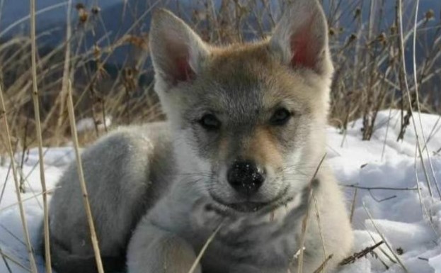 Bà lão cứu vật, vật trả ơn