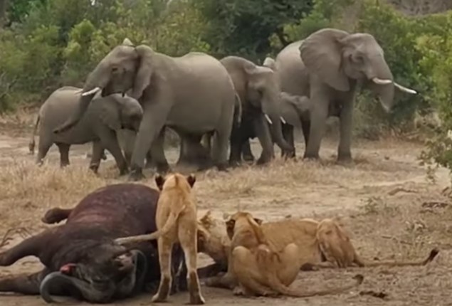Clip: Đàn sư tử thể hiện sức mạnh không gì cản nổi, khuất phục hai thành viên "máu mặt" trong Ngũ đại dã thú châu Phi