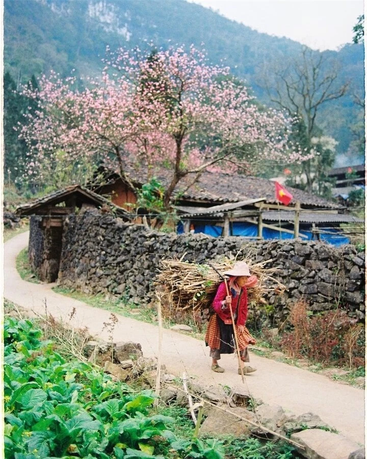 Hoa anh đào nở rộ rực rỡ vào mùa xuân, tô điểm sắc hồng cho toàn bộ ngôi làng - Ảnh: @quynhlela.lq
