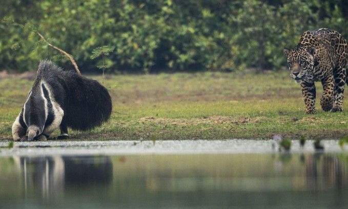 Clip: Màn săn mồi gây rối trí người xem nhất từ trước đến nay của "thợ săn" báo đốm