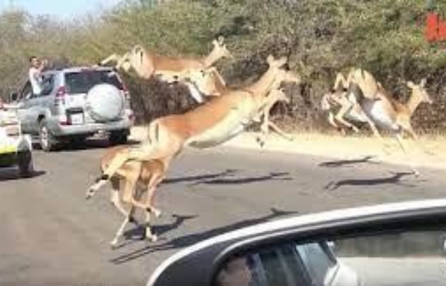 Clip: Linh dương chạy như bay, nhảy cả vào xe của khách du lịch do bị báo săn đuổi