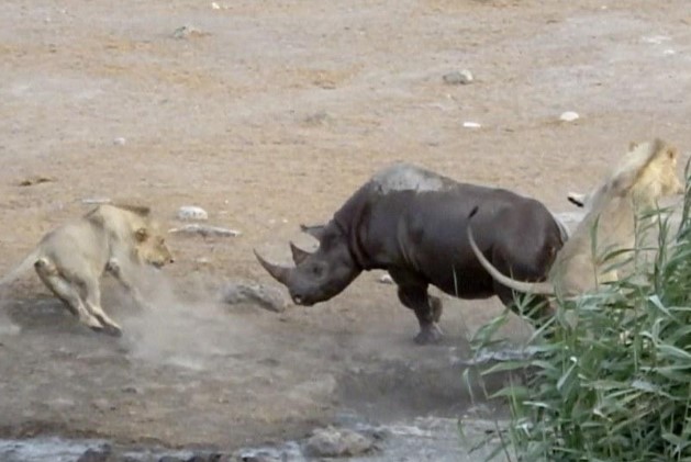 Clip: Một mình tê giác "tả xung hữu đột" giữa đàn sư tử