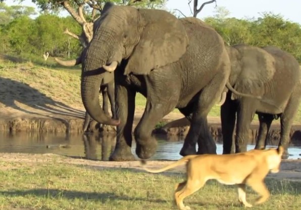 Clip: Không thèm nể mặt "chúa tể rừng xanh", loài động vật to lớn đuổi sư tử phải chạy "mất cả dép"