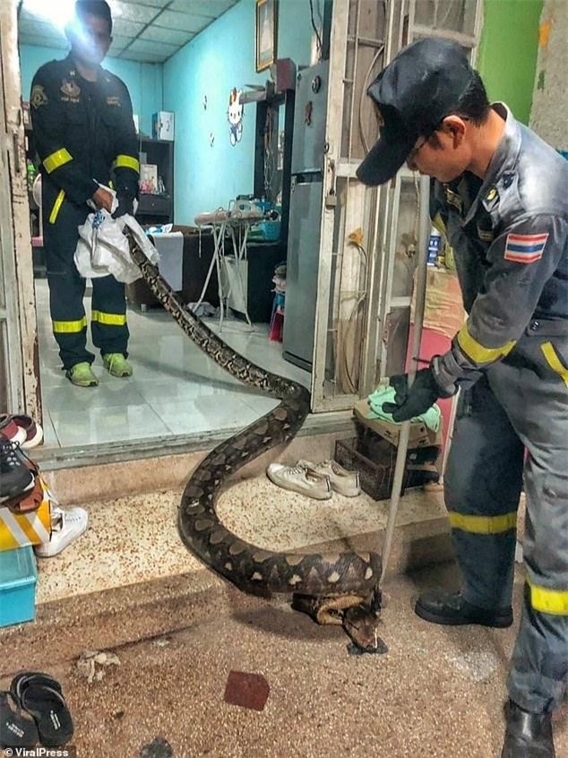 Con trăn Miến Điện có thân hình cực lớn. Con trăn Miến Điện có thân hình cực lớn.