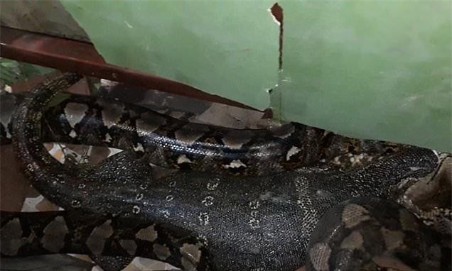 Quá trình con trăn "nôn" ra con kỳ đà. Quá trình con trăn "nôn" ra con kỳ đà.