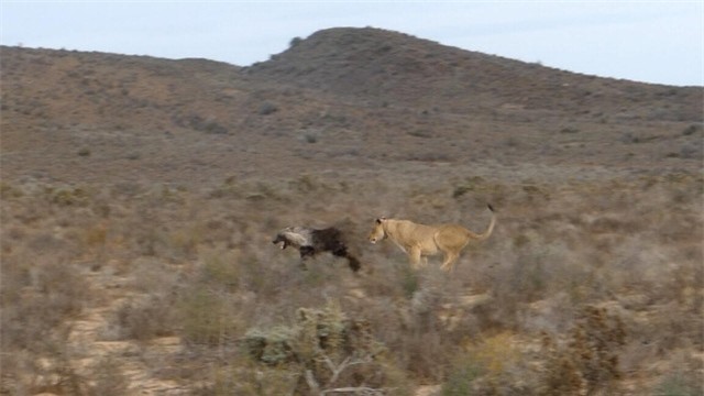 Màn so tốc độ giữa sư tử và linh cẩu.