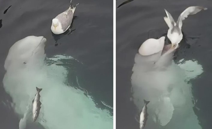 Clip: Màn kết bạn không thể "dễ thương" được hơn của cá voi beluga dành cho chú chim mòng biển