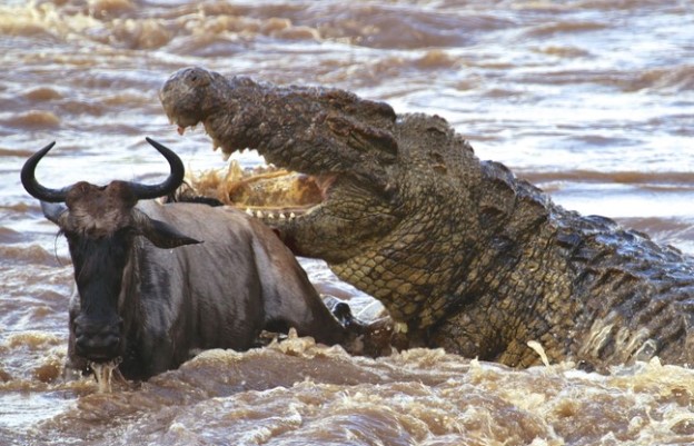 Clip: Cá sấu sông Nin khổng lồ - nỗi ác mộng của hàng triệu con linh dương đầu bò trong mùa di cư
