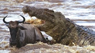 Clip: Cá sấu sông Nin khổng lồ - nỗi ác mộng của hàng triệu con linh dương đầu bò trong mùa di cư