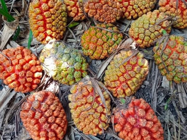 Loại quả xưa có đầy không ai hái, giờ thành đặc sản lạ được nhiều người săn lùng, có tiền cũng khó mua được