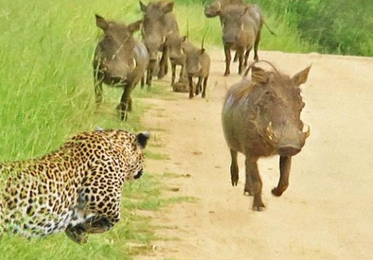 Clip: Lợn rừng đua tốc độ cùng báo hoa mai?