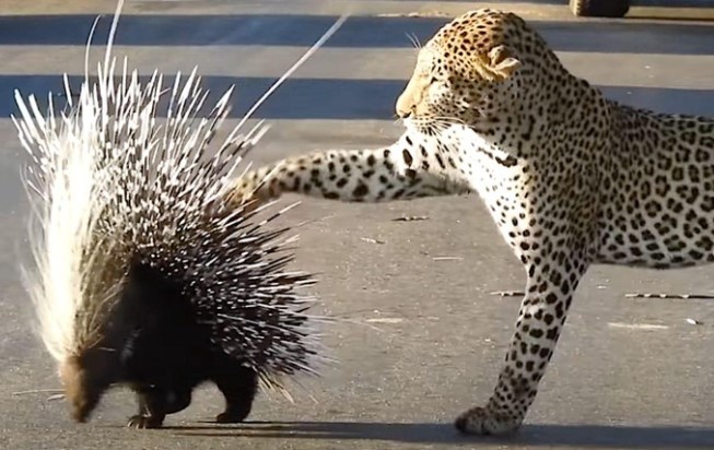 Clip: Cậy lớn bắt nạt bé, báo hoa mai "được" nhím dạy cho một bài học về cách hành xử