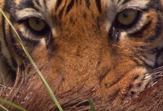 Clip: "Lúc tĩnh lặng như nước khi dữ dội như bão tố", hổ Bengal dũng mãnh đả bại heo rừng chỉ bằng một chiêu thức