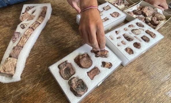 Phát hiện dòng họ quái thú mới: Mình bò sát dài 3 m, chân đà điểu