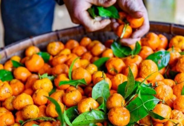 Loại quả xưa chín rụng đầy không ai ngó ngàng, giờ thành đặc sản nổi tiếng ở Thanh Hóa, có vị chua ngọt hấp dẫn