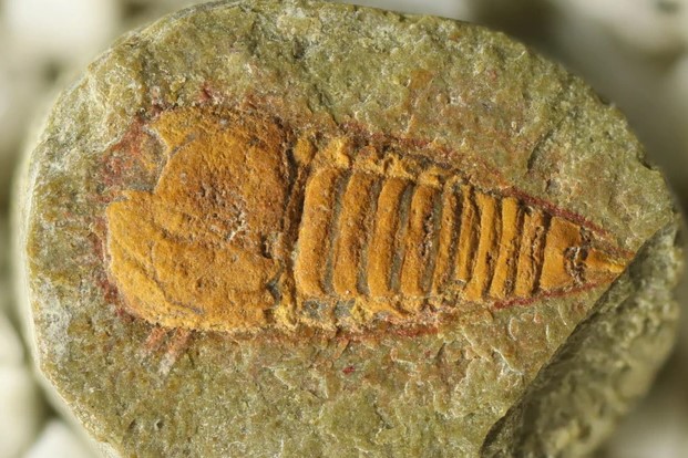 Sinh vật lạ bị "phong ấn" trong đá 478 triệu năm: Thủy tổ nhiều loài