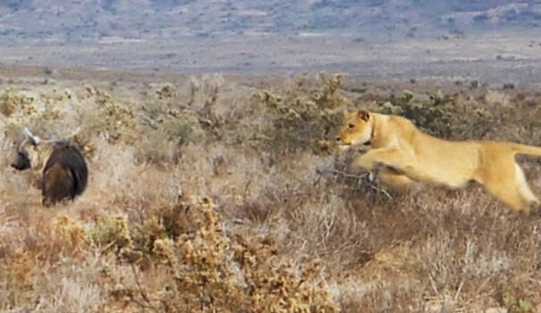 Clip: Sư tử săn linh cẩu trên đồng cỏ