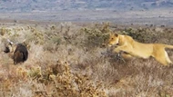 Clip: Sư tử săn linh cẩu trên đồng cỏ