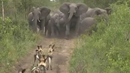 Clip: Thế trận cực kỳ chặt chẽ của bầy voi đẩy lùi pha tấn công của tổ đội săn mồi nguy hiểm nhất châu Phi