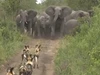 Clip: Thế trận cực kỳ chặt chẽ của bầy voi đẩy lùi pha tấn công của tổ đội săn mồi nguy hiểm nhất châu Phi