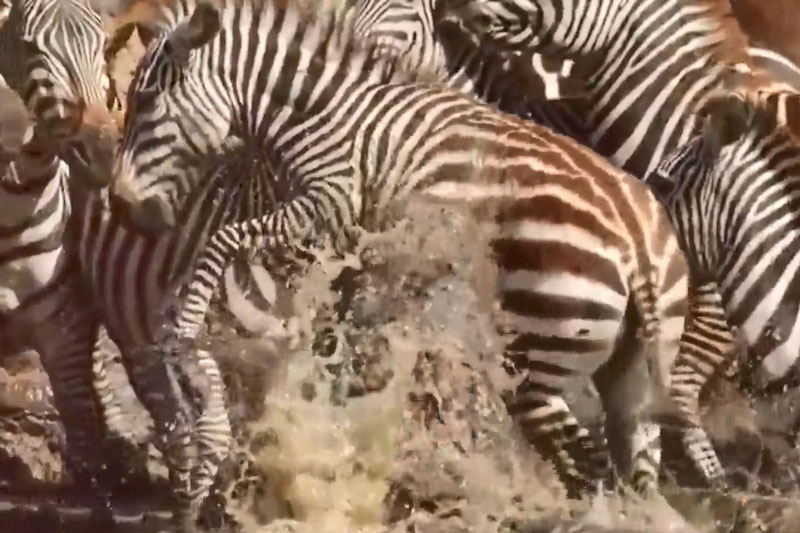 Clip: Cá sấu đói điên cuồng tấn công, đoạt mạng ngựa vằn, linh dương liên tiếp