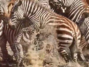 Clip: Cá sấu đói điên cuồng tấn công, đoạt mạng ngựa vằn, linh dương liên tiếp