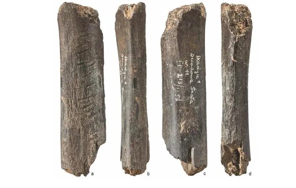 Sốc với tác phẩm nghệ thuật 130.000 năm của loài người khác