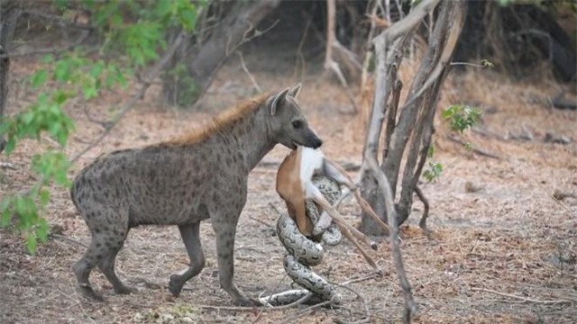 Con linh cẩu quyết định gặm luôn cả hai con vật.