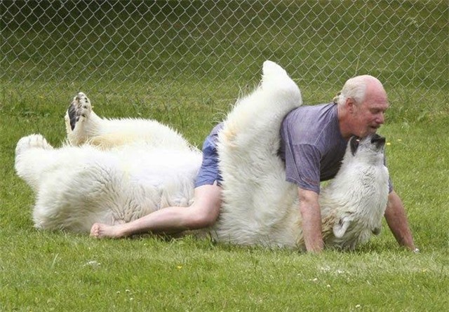 Thoải mái nô đùa bên cạnh con gấu to gấp 3 lần người mình. Thoải mái nô đùa bên cạnh con gấu to gấp 3 lần người mình.