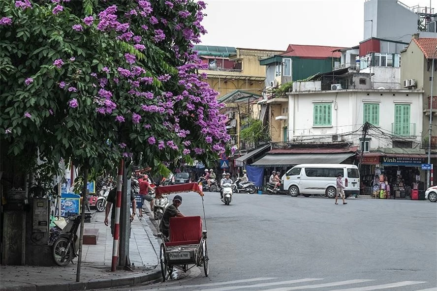 Hoa bằng lăng