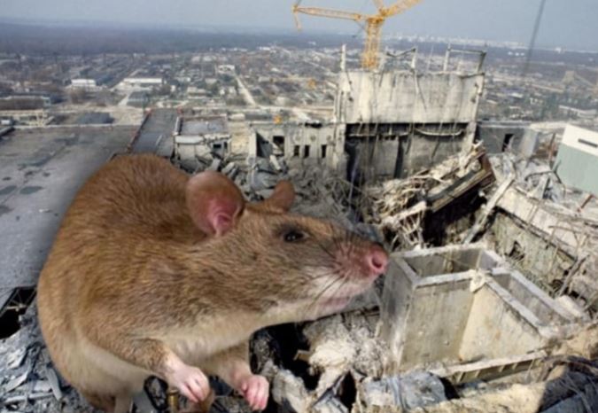 Loại động vật ‘sống dai’ nhất thế giới, sống sót qua bom nguyên tử: Giết chết nhiều người hơn chiến tranh?