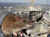 Loại động vật ‘sống dai’ nhất thế giới, sống sót qua bom nguyên tử: Giết chết nhiều người hơn chiến tranh?